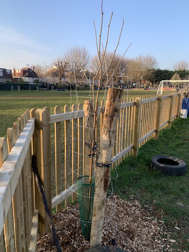 a planted orchard on a field
