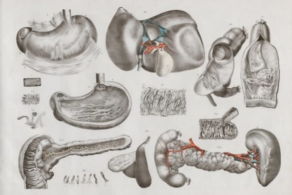 sketches of different organs
