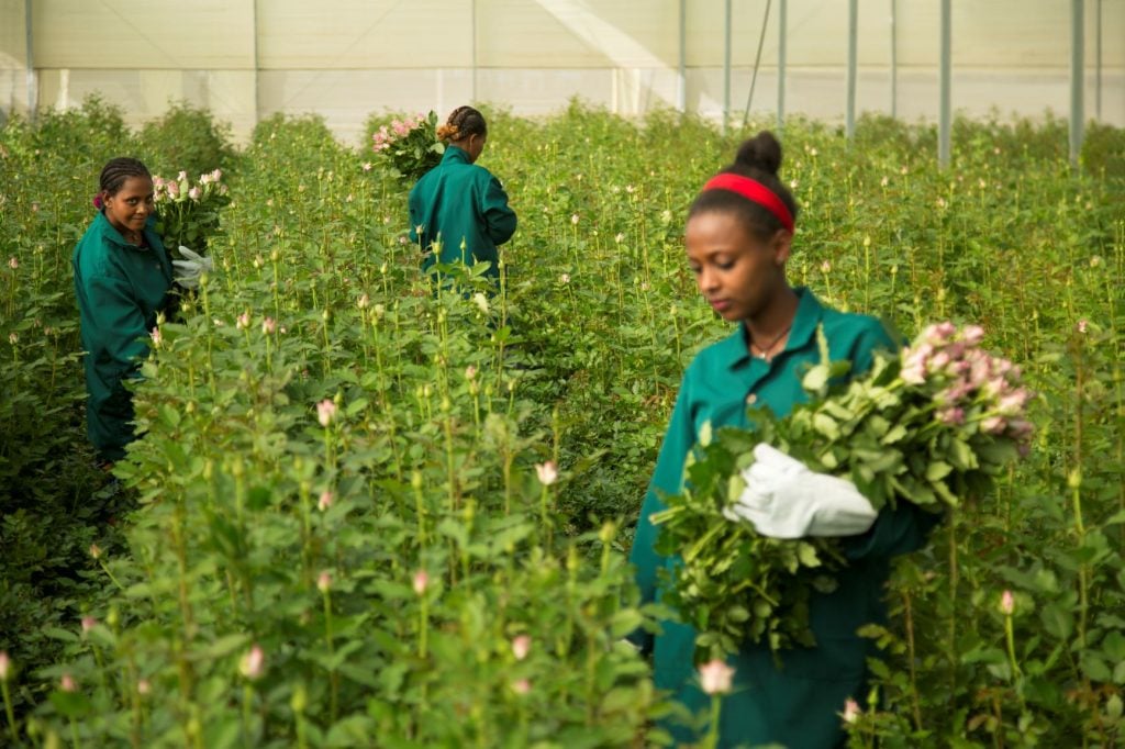 Workers on a certified flower farm in Ethiopia