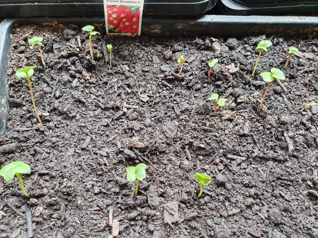 Dan's seedlings